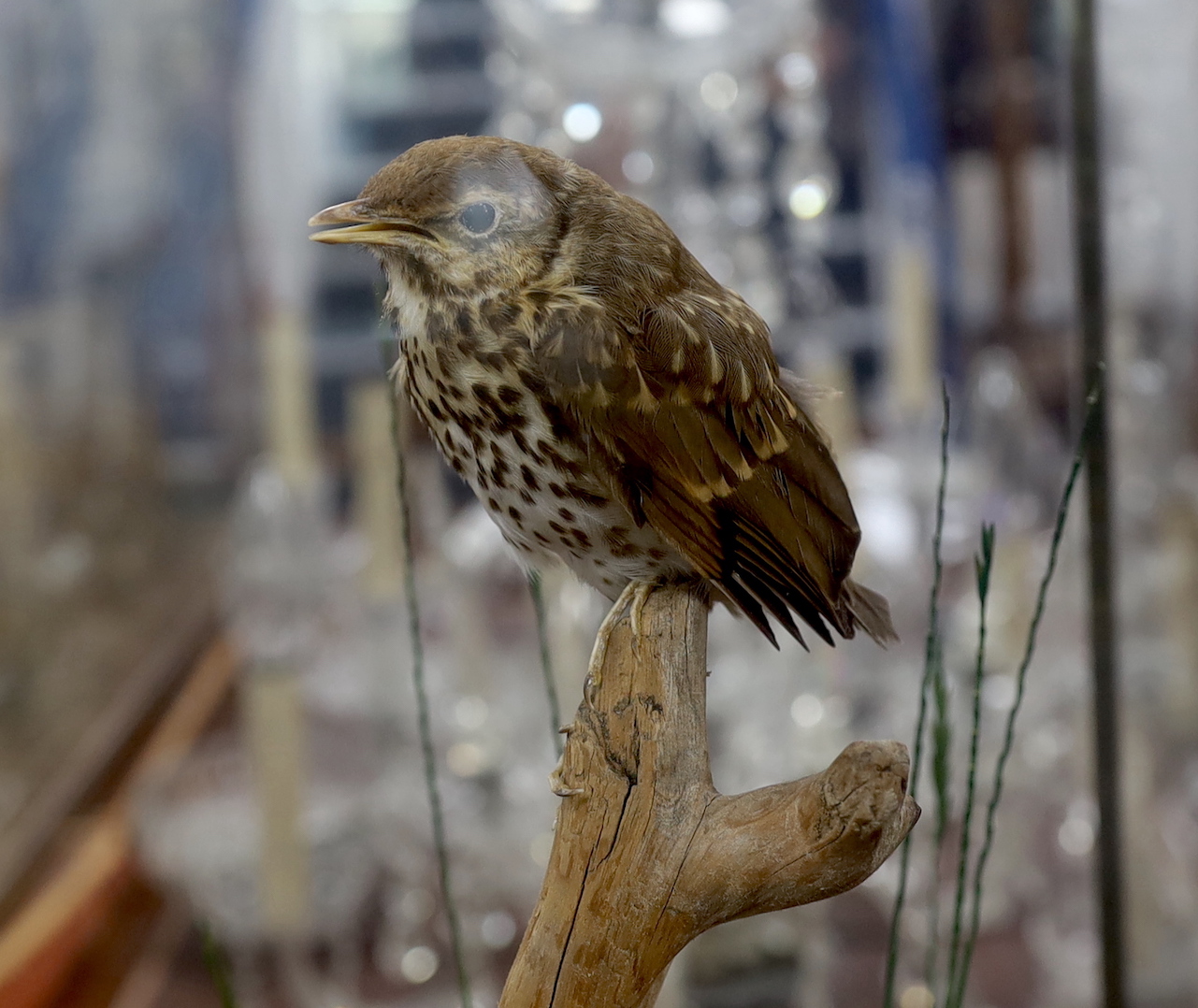 A taxidermy group of fox and bird, on a naturalistic setting, glass cased, overall 61 x 65 x 34cm